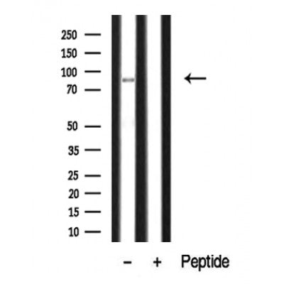 Western blot analysis of extracts of mouse adrenal? tissue sample,using SIK Antibody(DF10345).