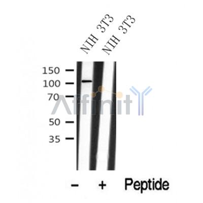 Western blot analysis of EPH B1/3/4 in lysates of NIH 3T3, using EPH B1/3/4 Antibody(DF10350).