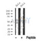 Western blot analysis of CtBP1/2 in lysates of HeLa?, using CtBP1/2 Antibody(DF10353).