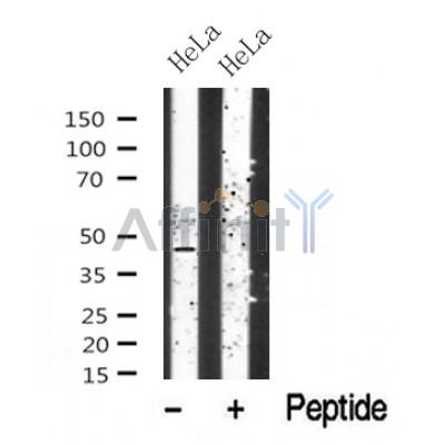 Western blot analysis of CtBP1/2 in lysates of HeLa?, using CtBP1/2 Antibody(DF10353).