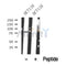 Western blot analysis of Kizuna in lysates of HCT116?, using Kizuna Antibody(DF10354).