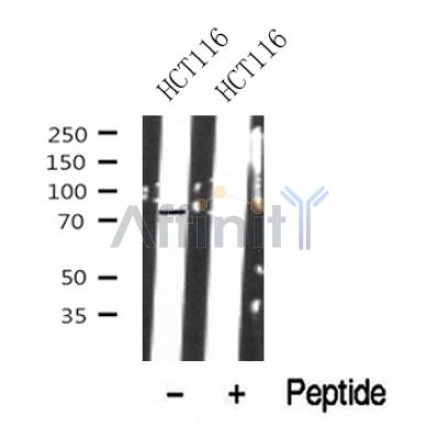 Western blot analysis of Kizuna in lysates of HCT116?, using Kizuna Antibody(DF10354).
