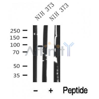 Western blot analysis of MLK3 in lysates of NIH 3T3, using MLK3 Antibody(DF10356).