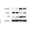 AF3299 staining MCF7 by IF/ICC. The sample were fixed with PFA and permeabilized in 0.1% Triton X-100,then blocked in 10% serum for 45 minutes at 25¡ãC. The primary antibody was diluted at 1/200 and incubated with the sample for 1 hour at 37¡ãC. An  Alexa Fluor 594 conjugated goat anti-rabbit IgG (H+L) Ab, diluted at 1/600, was used as the secondary antibod