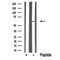Western blot analysis of extracts of rat brain tissue sample,using CRMP-1 Antibody(DF10361).