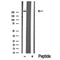 Western blot analysis of TALIN1 in lysates of PC-12?, using TALIN1 Antibody(DF10368).