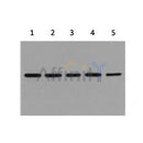 Western blot analysis of Hela (1) , Rat brain (2) ,Mouse brain (3) ,Chicken lung (4) and Rabbit testis (5) with beta-Actin mouse mAb.