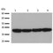 Western blot analysis of Hela (1), Rat brain (2), Rabbit Muscle(3), mouse Muscle(4) with GAPDH mouse mAb.