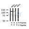 Western blot analysis of Phospho-PER2(Ser662) in lysates of HeLa?, using Phospho-PER2(Ser662) Antibody(AF4301).