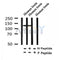 Western blot analysis of Phospho-PER1(Ser704) in lysates of Human brain, using Phospho-PER1(Ser704) Antibody(AF4302).