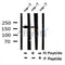 Western blot analysis of Phospho-ROCK1(Tyr913) in lysates of cos-7, using Phospho-ROCK1(Tyr913) Antibody(AF4303).