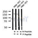Western blot analysis of Phospho-ROCK1(Ser282) in lysates of NIH-3T3, using Phospho-ROCK1(Ser282) Antibody(AF4304).