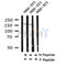 Western blot analysis of Phospho-ROCK1(Ser282) in lysates of NIH-3T3, using Phospho-ROCK1(Ser282) Antibody(AF4304).