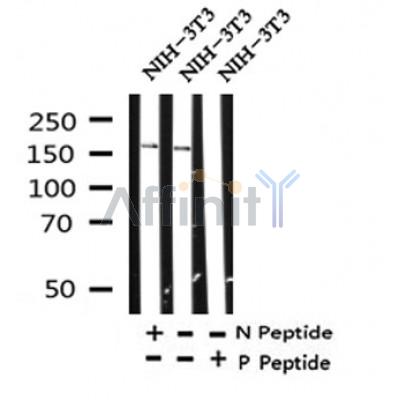 Western blot analysis of Phospho-ROCK1(Ser282) in lysates of NIH-3T3, using Phospho-ROCK1(Ser282) Antibody(AF4304).