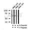 Western blot analysis of Phospho-Occludin (Thr382 ) in lysates of HEK-293, using Phospho-Occludin (Thr382 ) Antibody(AF4305).