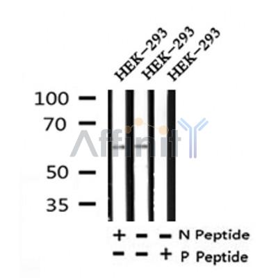 Western blot analysis of Phospho-Occludin (Thr382 ) in lysates of HEK-293, using Phospho-Occludin (Thr382 ) Antibody(AF4305).
