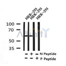 Western blot analysis of Phospho-Occludin (Ser507 ) in lysates of HEK-293, using Phospho-Occludin (Ser507 ) Antibody(AF4306).