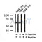 Western blot analysis of Phospho-Occludin (Ser507 ) in lysates of HEK-293, using Phospho-Occludin (Ser507 ) Antibody(AF4306).