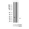 Western blot analysis of Phospho-Claudin 5 (Thr207 ) in lysates of MCF7 pervanadate, using Phospho-Claudin 5 (Thr207 ) Antibody(AF4307).
