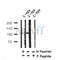 Western blot analysis of Phospho-RIP3(Thr542) in lysates of L-929, using Phospho-RIP3(Thr542) Antibody(AF4308).