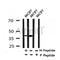 Western blot analysis of Phospho-CK1A(Thr321) in lysates of MCF7?, using Phospho-CK1A(Thr321) Antibody(AF4310).