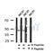 Western blot analysis of Phospho-DEPTOR(Ser244) in lysates of MCF7, using Phospho-DEPTOR(Ser244) Antibody(AF4313).