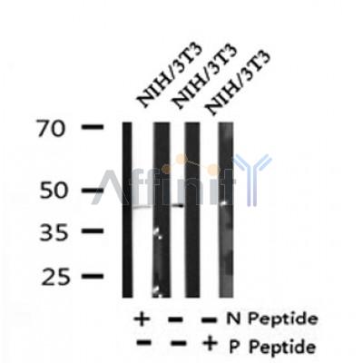 Western blot analysis of Phospho-TAZ (Ser89) in lysates of NIH/3T3, using Phospho-TAZ (Ser89) Antibody(AF4315).
