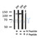 Western blot analysis of Phospho-KIBRA(Ser947) in lysates of 293?, using Phospho-KIBRA(Ser947) Antibody(AF4317).