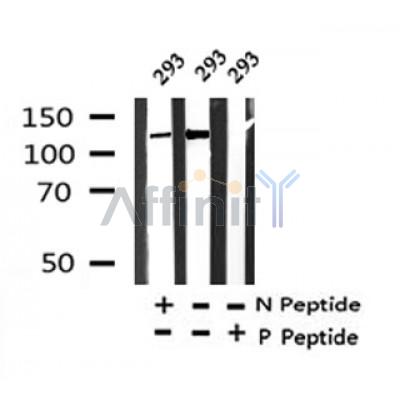 Western blot analysis of Phospho-KIBRA(Ser947) in lysates of 293?, using Phospho-KIBRA(Ser947) Antibody(AF4317).