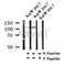 Western blot analysis of Phospho-NLRP3(Ser295) in lysates of RAW 264.7, using Phospho-NLRP3(Ser295) Antibody(AF4320).