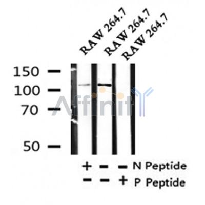 Western blot analysis of Phospho-NLRP3(Ser295) in lysates of RAW 264.7, using Phospho-NLRP3(Ser295) Antibody(AF4320).