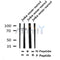 Western blot analysis of Phospho-SLP76(Tyr173) in lysates of Jurkat serum-starved , using Phospho-SLP76(Tyr173) Antibody(AF4324).