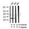 Western blot analysis of Phospho-RBX1(Thr9) in lysates of 293, using Phospho-RBX1(Thr9) Antibody(AF4325).