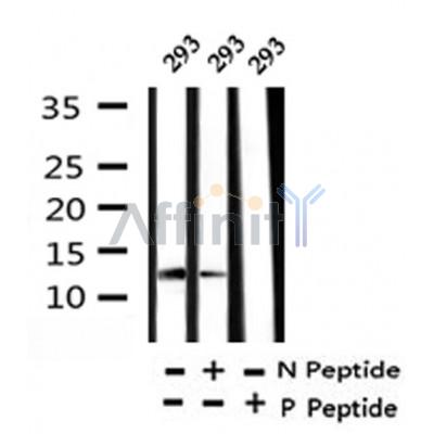 Western blot analysis of Phospho-RBX1(Thr9) in lysates of 293, using Phospho-RBX1(Thr9) Antibody(AF4325).
