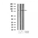 AF3303 staining 293 by IF/ICC. The sample were fixed with PFA and permeabilized in 0.1% Triton X-100,then blocked in 10% serum for 45 minutes at 25¡ãC. The primary antibody was diluted at 1/200 and incubated with the sample for 1 hour at 37¡ãC. An  Alexa Fluor 594 conjugated goat anti-rabbit IgG (H+L) Ab, diluted at 1/600, was used as the secondary antibod