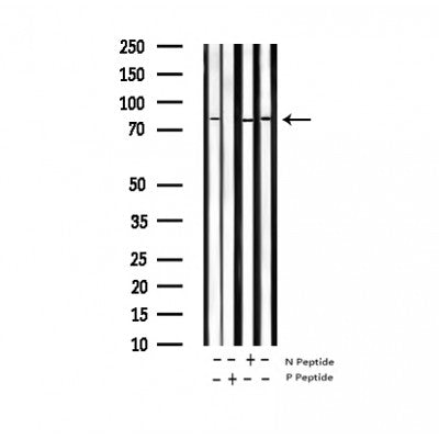 AF3303 staining 293 by IF/ICC. The sample were fixed with PFA and permeabilized in 0.1% Triton X-100,then blocked in 10% serum for 45 minutes at 25¡ãC. The primary antibody was diluted at 1/200 and incubated with the sample for 1 hour at 37¡ãC. An  Alexa Fluor 594 conjugated goat anti-rabbit IgG (H+L) Ab, diluted at 1/600, was used as the secondary antibod