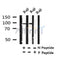 Western blot analysis of Phospho-HPK1(Ser421) in lysates of Raji?, using Phospho-HPK1(Ser421) Antibody(AF4328).
