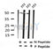 Western blot analysis of Phospho-PPARD (Thr256) in lysates of 3T3?, using Phospho-PPARD (Thr256) Antibody(AF4331).