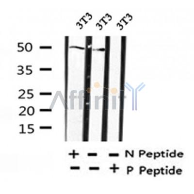 Western blot analysis of Phospho-PPARD (Thr256) in lysates of 3T3?, using Phospho-PPARD (Thr256) Antibody(AF4331).