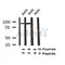 Western blot analysis of Phospho-PCAF(Tyr729) in lysates of A431, using Phospho-PCAF(Tyr729) Antibody(AF4332).