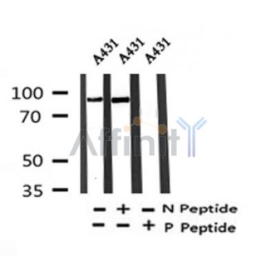 Western blot analysis of Phospho-PCAF(Tyr729) in lysates of A431, using Phospho-PCAF(Tyr729) Antibody(AF4332).