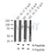 Western blot analysis of Phospho-TAB2(Ser450) in lysates of 293T  hIL-1 50 ng/ml, using Phospho-TAB2(Ser450) Antibody(AF4335).