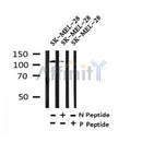 Western blot analysis of Phospho-NEDD4(Ser670) in lysates of SK-MEL-28, using Phospho-NEDD4(Ser670) Antibody(AF4336).
