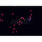 AF0230 staining HEK 293 cells by IF/ICC. The sample were fixed with PFA and permeabilized in 0.1% Triton X-100,then blocked in 10% serum for 45 minutes at 25¡ãC. The primary antibody was diluted at 1/200 and incubated with the sample for 1 hour at 37¡ãC. An  Alexa Fluor 594 conjugated goat anti-rabbit IgG (H+L) antibody(Cat.