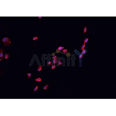 AF0230 staining HEK 293 cells by IF/ICC. The sample were fixed with PFA and permeabilized in 0.1% Triton X-100,then blocked in 10% serum for 45 minutes at 25¡ãC. The primary antibody was diluted at 1/200 and incubated with the sample for 1 hour at 37¡ãC. An  Alexa Fluor 594 conjugated goat anti-rabbit IgG (H+L) antibody(Cat.