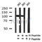 Western blot analysis of Phospho-CYLD(Ser422) in lysates of 293?, using Phospho-CYLD(Ser422) Antibody(AF4337).