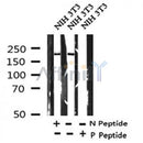 Western blot analysis of Phospho-BRG1(Ser610) in lysates of NIH 3T3, using Phospho-BRG1(Ser610) Antibody(AF4338).
