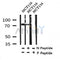 Western blot analysis of Phospho-PABP1(Tyr364) in lysates of HCT116?, using Phospho-PABP1(Tyr364) Antibody(AF4339).