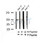 Western blot analysis of Phospho-PABP2(Ser150) in lysates of cos-7, using Phospho-PABP2(Ser150) Antibody(AF4340).