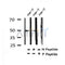 Western blot analysis of Phospho-PABP2(Ser150) in lysates of cos-7, using Phospho-PABP2(Ser150) Antibody(AF4340).